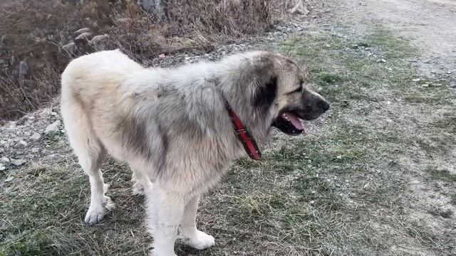 BANA DOKUNMA SÜRÜ SENİN OLSUN DİYEN ÇOBAN KÖPEĞİ смотреть онлайн