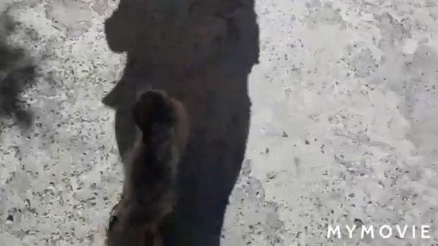 15.06.2021.Г. ГОСТОМЕЛЬ.Киевской обл. Встреча с четвероногими друзьями.ВЛОГ/VLOG.#влог# смотреть онлайн