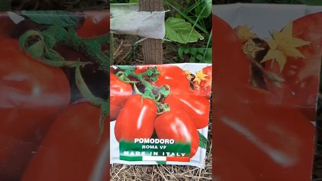Обзор сорта томата "Рома VF" смотреть онлайн