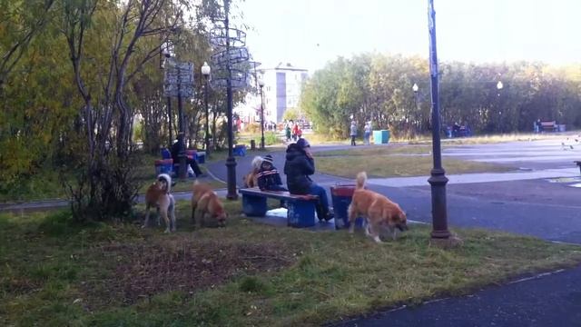 Бродячие псы на центральной площади Воркуты смотреть онлайн