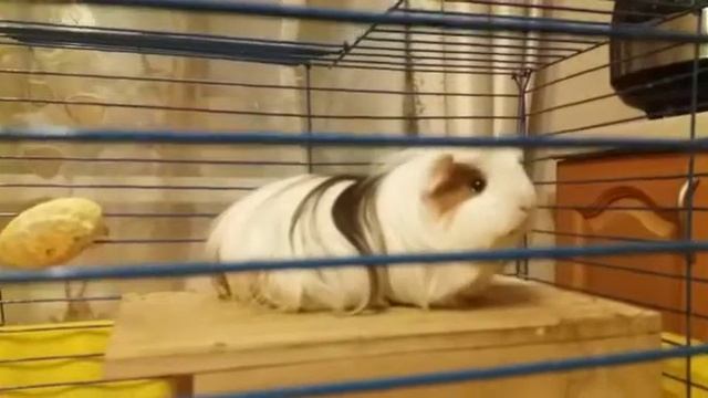 Как поет морская свинка смотреть онлайн