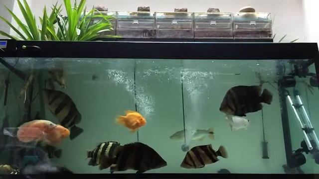 My Aquarium update II смотреть онлайн
