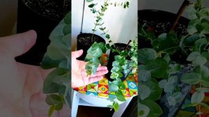 Эвкалипт? серебряный круглый или Эвкалипт Гунни?! Обзор ?саженцы из магазина ?