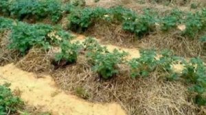 Ускоритель роста ЦИРКОН.  Как правильно пользоваться.