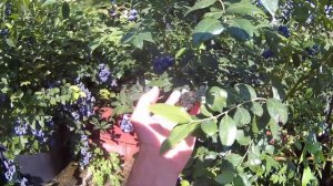 Голубика сорт Торо . Урожайность и краткое описание сорта .