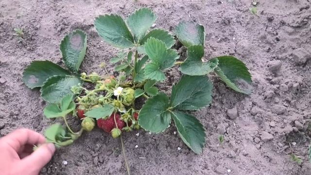 Размножение ремонтантной клубники. Часть 2. смотреть онлайн