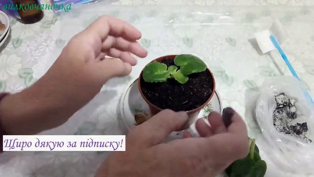 РУЧЕНЯТА МОЇ ШАЛУДИВІ смотреть онлайн