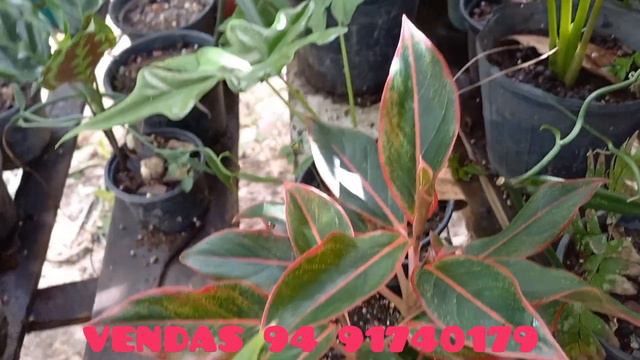 como comprar plantas na net caladium anturio alocasia variegata croton samabaia philodendron jardim смотреть онлайн