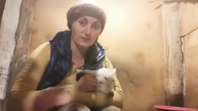 Тяжелый окот,потеряли козленка. смотреть онлайн