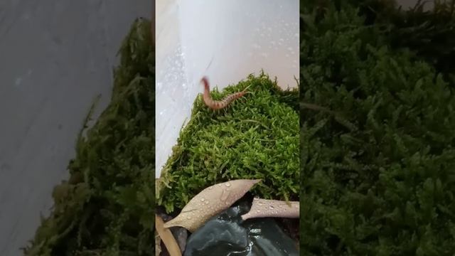 Scolopendra Gigantea Baby Exploring It's Enclosure