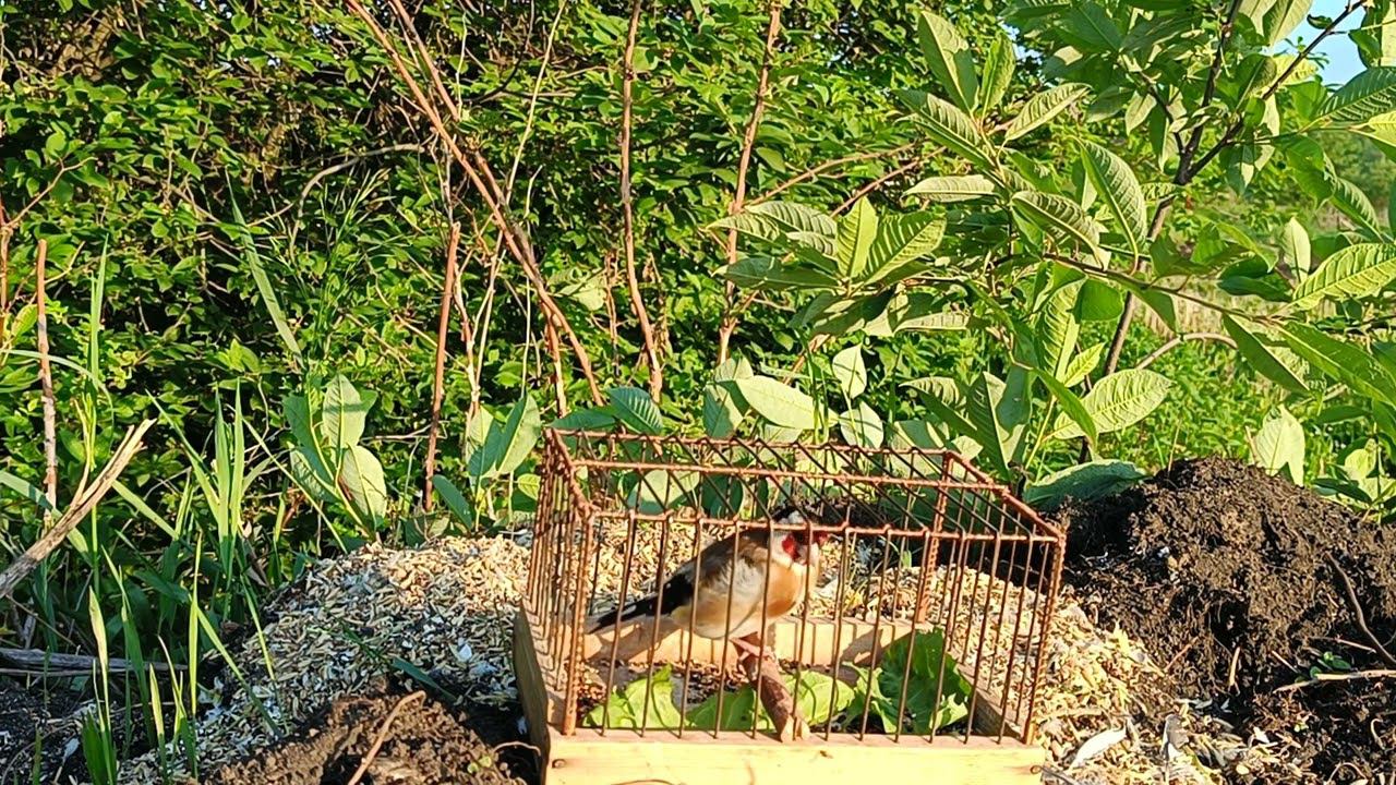 Щегол 15.06.2024. смотреть онлайн