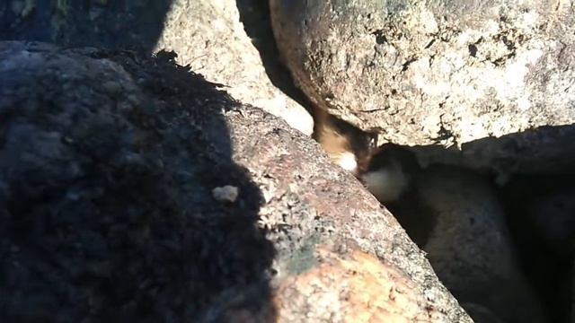 Курощение норвежского лемминга смотреть онлайн