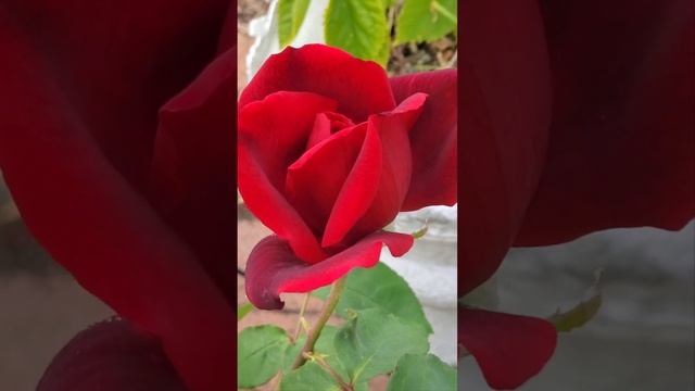 Mr Lincoln Rose #shorts #youtubeshorts #rose #shortsyoutube смотреть онлайн