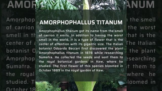 Different Plant Species - Amorphophallus Titanum смотреть онлайн