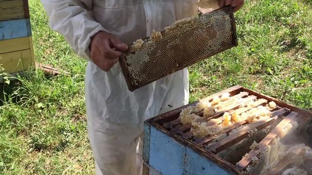 как собирают мёд