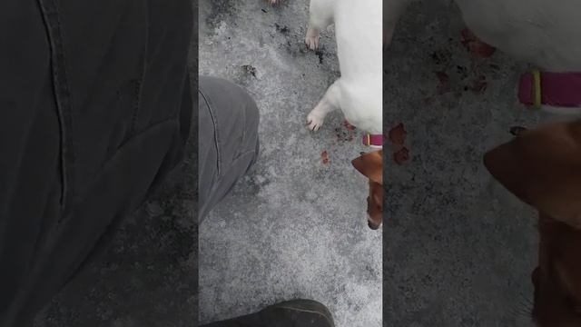 собаки грызут фундук Джек Рассел терьер Герда и Матильда, знаю что нельзя орехи, я чуть-чуть))) смотреть онлайн