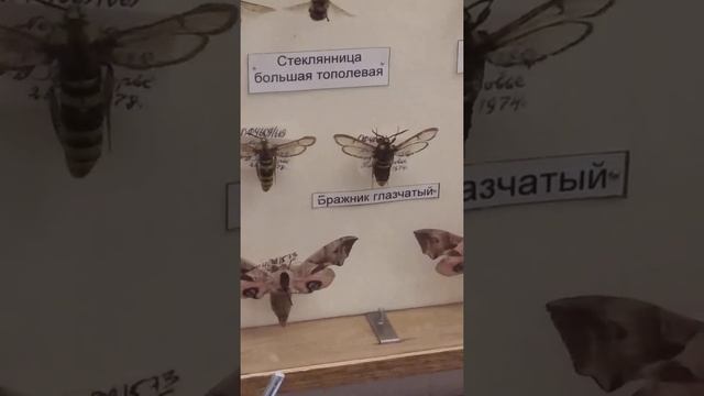 #shorts Бабочка стеклянница обманывает птиц и притворяется шершнем! смотреть онлайн