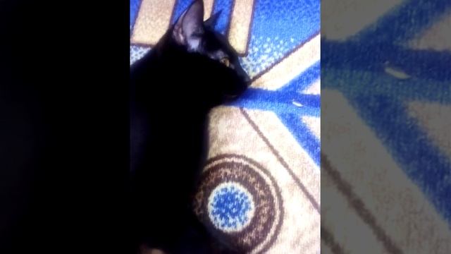 Как сделать массаж вашему коту смотреть онлайн