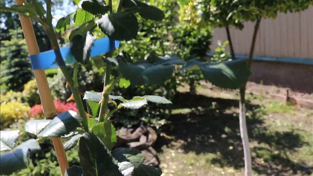 роза на штамбі смотреть онлайн